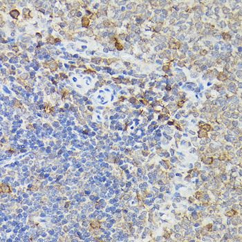 [KO Validated] Caspase-3 Rabbit pAb