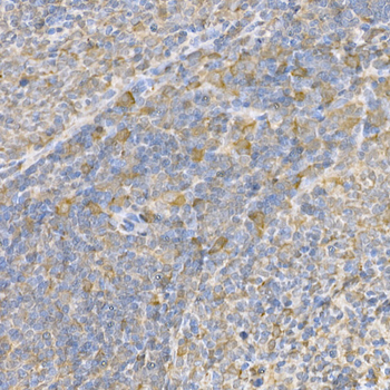 [KO Validated] Caspase-3 Rabbit pAb