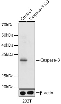 [KO Validated] Caspase-3 Rabbit pAb