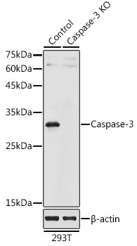 [KO Validated] Caspase-3 Rabbit pAb