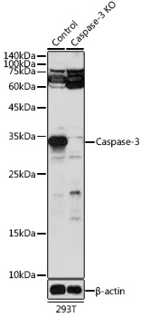 [KO Validated] Caspase-3 Rabbit pAb