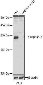 [KO Validated] Caspase-3 Rabbit pAb