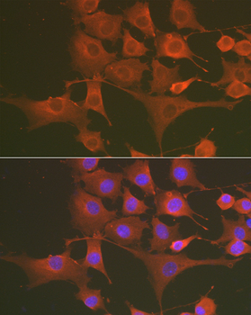 [KO Validated] Caspase-3 Rabbit pAb