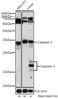[KO Validated] Caspase-3 Rabbit pAb