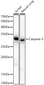 [KO Validated] Caspase-3 Rabbit pAb