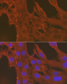 [KO Validated] Caspase-3 Rabbit pAb