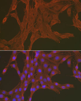 [KO Validated] Caspase-3 Rabbit pAb
