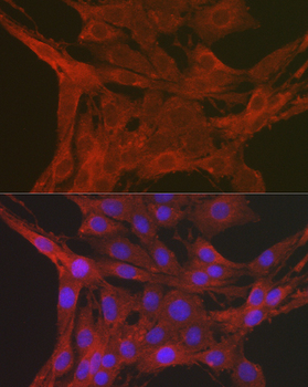 [KO Validated] Caspase-3 Rabbit pAb