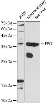 EPO Rabbit pAb