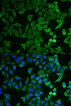 NPRL2 Rabbit pAb