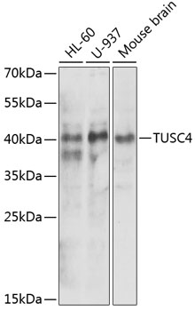 NPRL2 Rabbit pAb