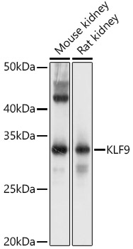 KLF9 Rabbit pAb