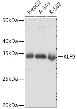 KLF9 Rabbit pAb
