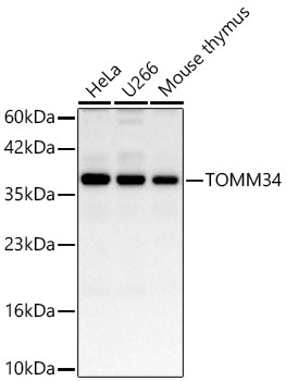 TOMM34 Rabbit pAb