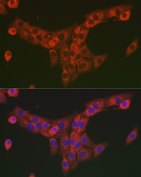 Collagen I/COL1A2 Rabbit pAb