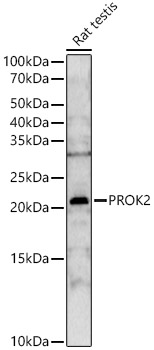 PROK2 Rabbit pAb