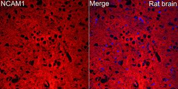 NCAM1 / CD56 Rabbit pAb