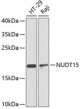 NUDT15 Rabbit pAb