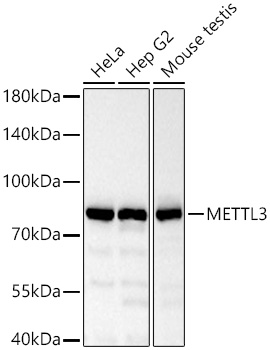 METTL3 Rabbit pAb