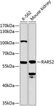 RARS2 Rabbit pAb