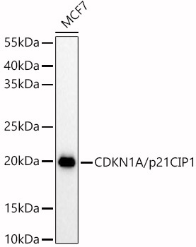 CDKN1A/p21CIP1 Rabbit pAb