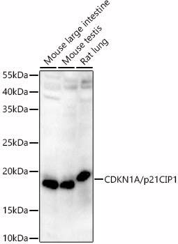 CDKN1A/p21CIP1 Rabbit pAb