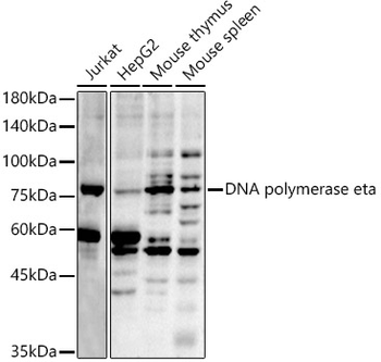 DNA polymerase eta Rabbit pAb
