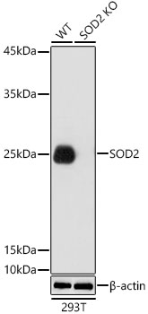 [KO Validated] SOD2 Rabbit pAb