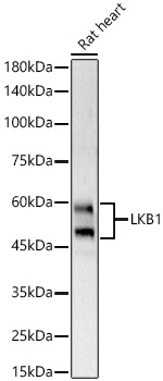 LKB1 Rabbit pAb