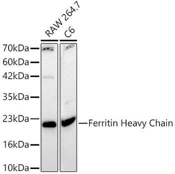 Ferritin Heavy Chain Rabbit pAb