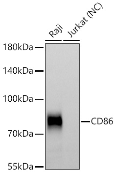 CD86 Rabbit pAb