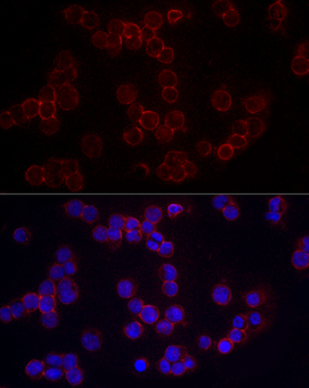 CD86 Rabbit pAb