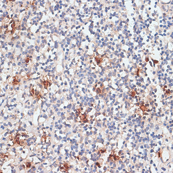 Cathepsin G Rabbit pAb