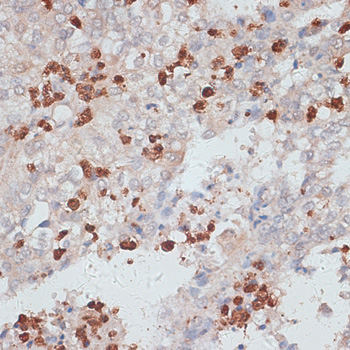 Cathepsin G Rabbit pAb