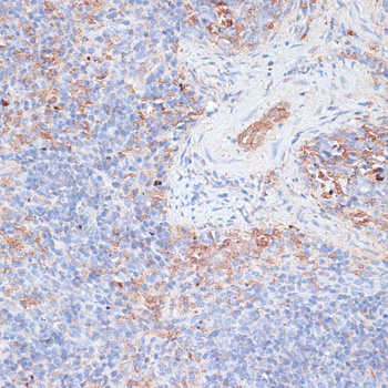 Cathepsin G Rabbit pAb