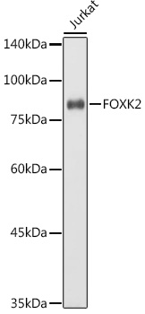 FOXK2 Rabbit pAb