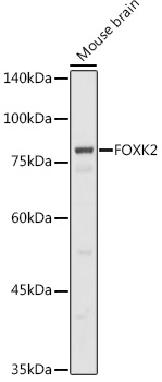 FOXK2 Rabbit pAb