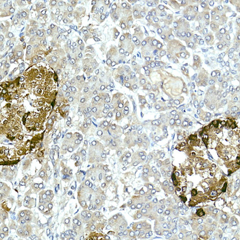 Pro-glucagon Rabbit pAb