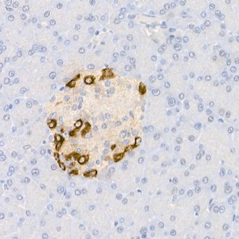 Pro-glucagon Rabbit pAb