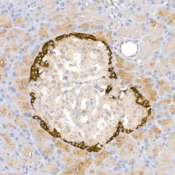 Pro-glucagon Rabbit pAb