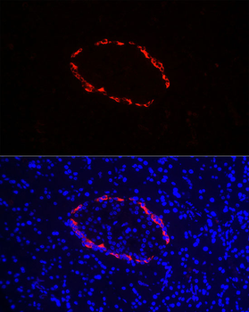 Pro-glucagon Rabbit pAb