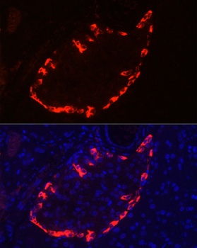 Pro-glucagon Rabbit pAb