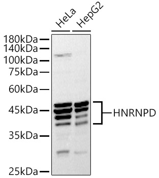 HNRNPD Rabbit pAb