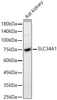 SLC34A1 Rabbit pAb