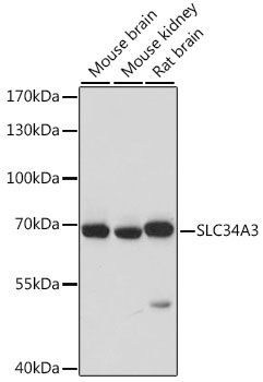 SLC34A3 Rabbit pAb