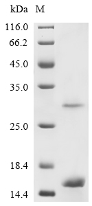 Recombinant Rat Progonadoliberin-1 (Gnrh1)
