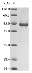 Recombinant Chlamydia trachomatis Major outer membrane porin, serovar D (ompA)