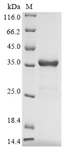 Recombinant Human Uteroglobin (SCGB1A1)