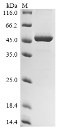 Recombinant Rhesus macaque Interleukin-10 (IL10)
