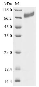 Recombinant Human Integrin beta-7 (ITGB7), partial